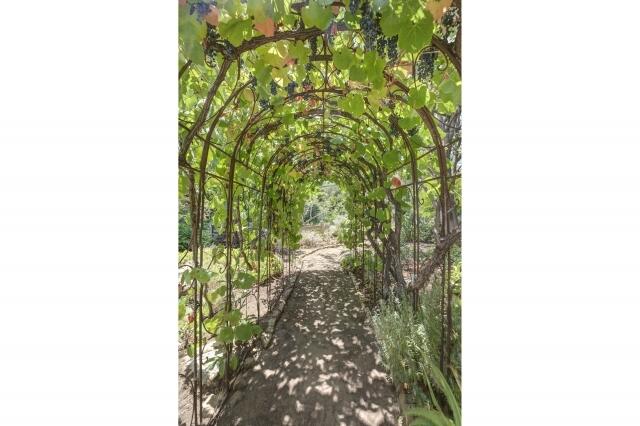 780 Mission Canyon Road Santa Barbara, CA 93105 - Photo 97 of 97 a close up of a tree in a