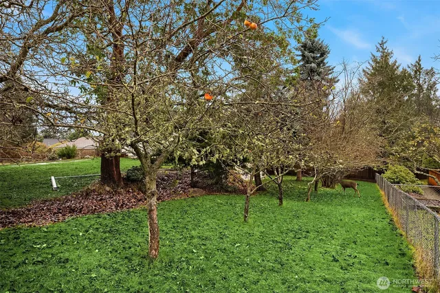 a green field with lots of trees