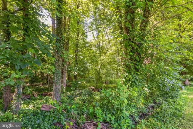 a view of a lush green forest