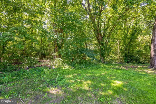 a view of a lush green space