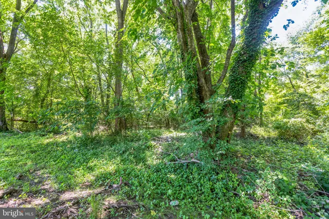 a view of a lush green forest
