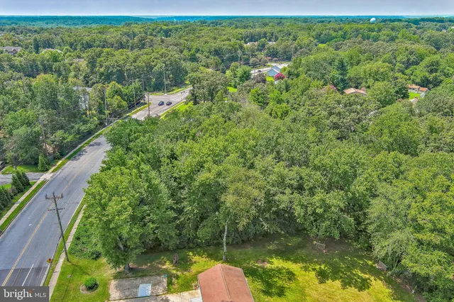 a view of a forest with a street