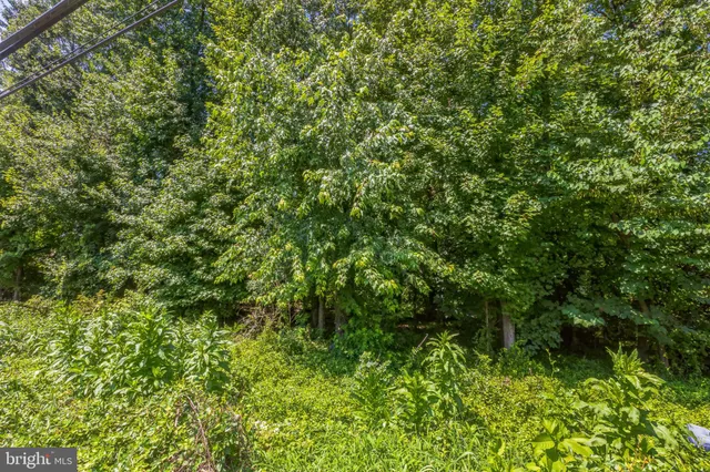 a view of a lush green forest