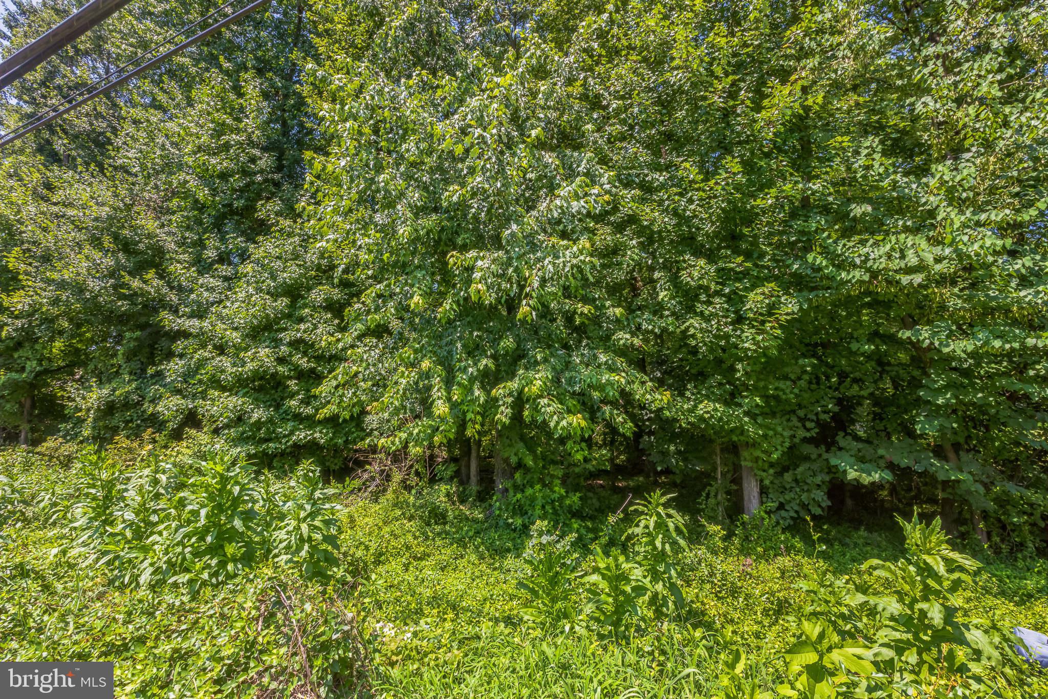 0 Allentown Road Fort Washington, MD 20744 - Photo 8 of 27 a view of a lush green forest