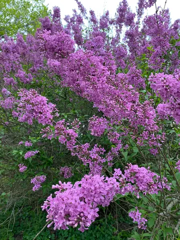 $299,500 | 9791 South Hillsdale Road, Hillsdale, MI 49242