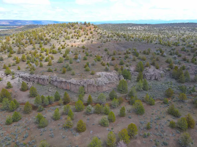 a view of a dry yard with trees