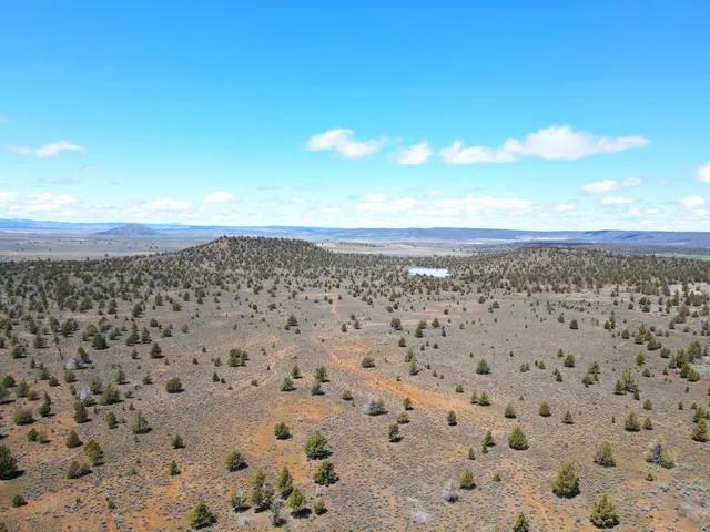 a view of a field with a tree