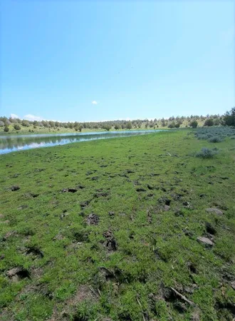 a view of a yard with an ocean view