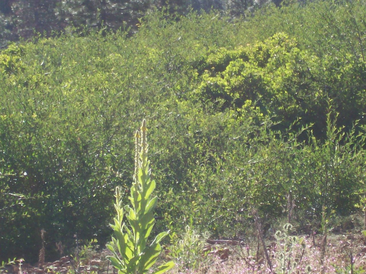 32990 Torrey Pines Road Shingletown, CA 96088 - Photo 4 of 9 a view of a lush green forest