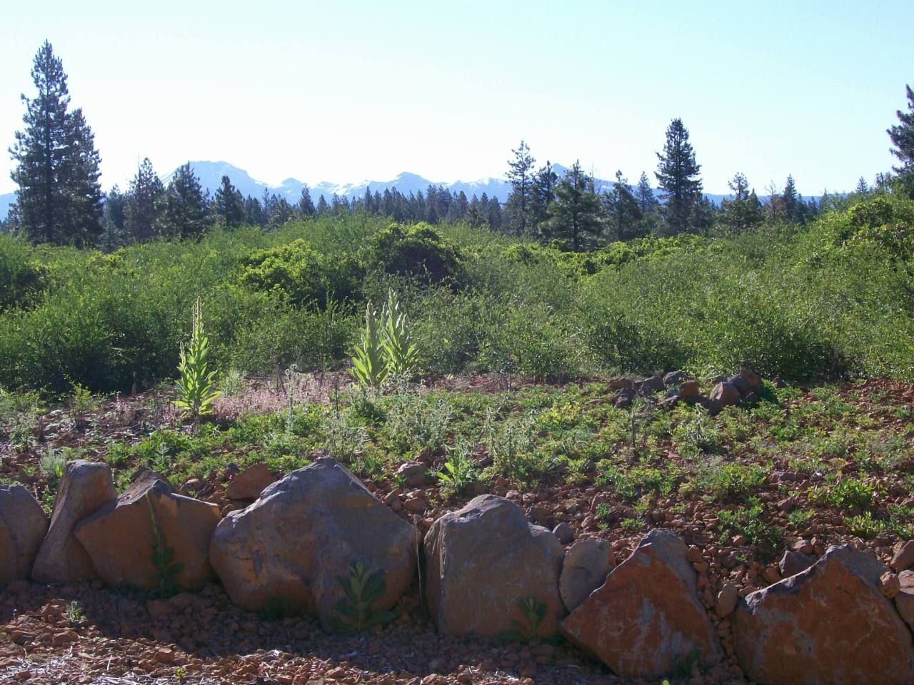 32990 Torrey Pines Road Shingletown, CA 96088 - Photo 5 of 9 a view of a green field with trees in the background