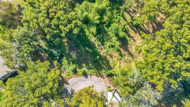 a view of a yard with plants and tree