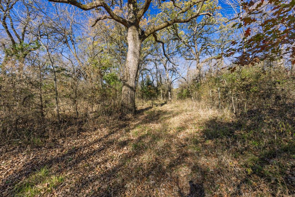 7581 Highway 24 Commerce, TX 75428 - Photo 34 of 40 a view of a yard with a tree