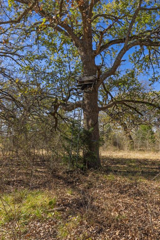 7581 Highway 24 Commerce, TX 75428 - Photo 36 of 40 a view of a tree with a yard