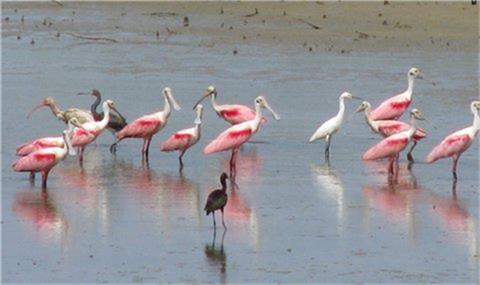 5 Largo Hitchcock, TX 77563 - Photo 22 of 22 a view of play room with furniture and wooden floor