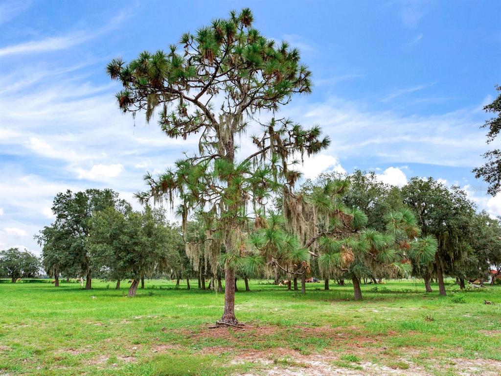 Lake Buffum Road North Lake Wales, FL 33859 - Photo 5 of 23 Gallery Image 5