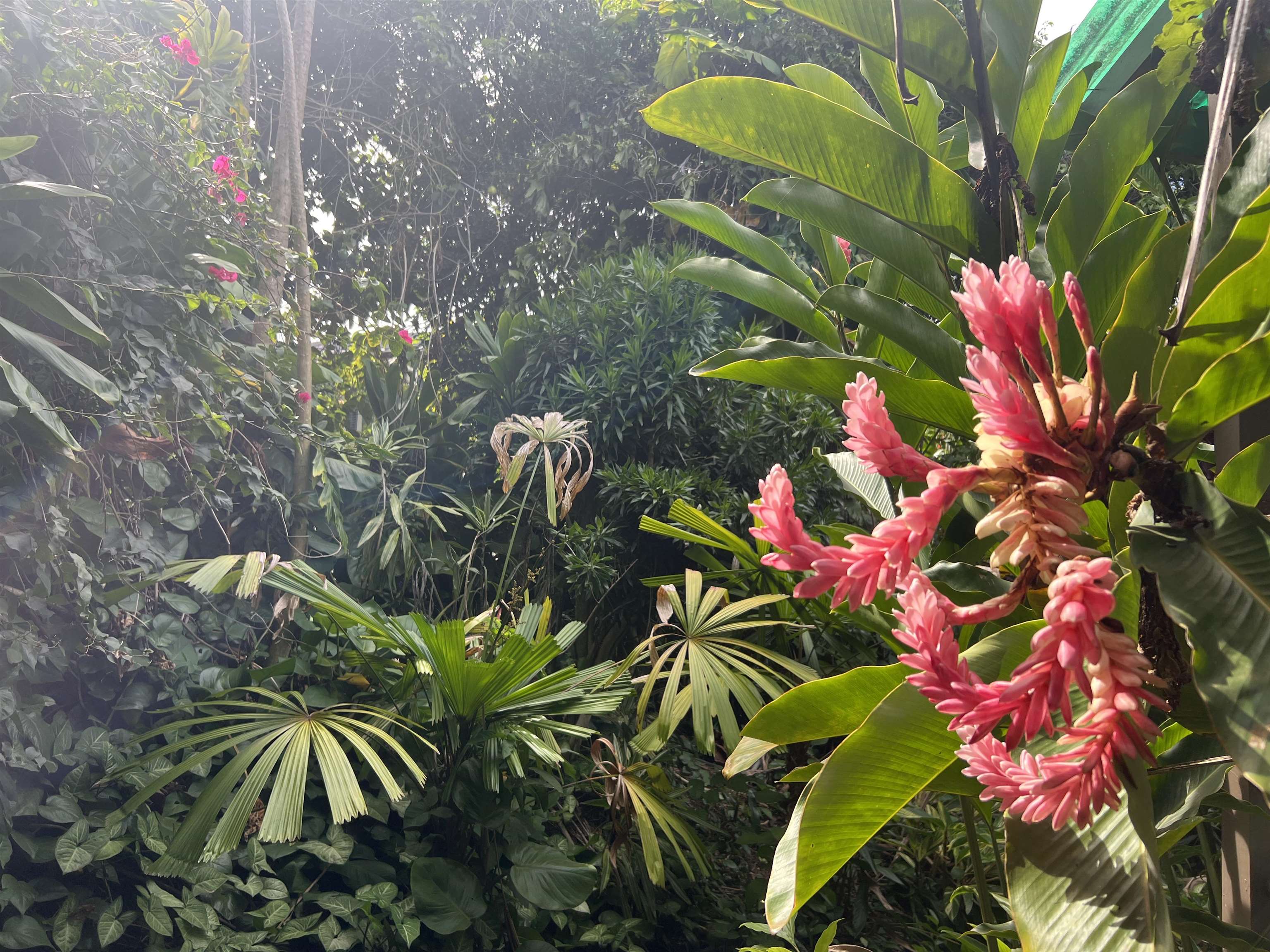 59 Door Of Faith Road Haiku, HI 96708 - Photo 45 of 45 a view of a flower