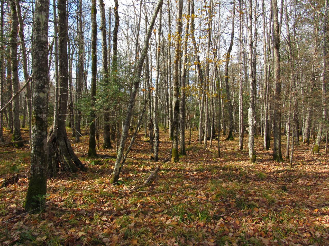On Sheltrow Road, Unit LOT 2 Crystal Falls, MI 49920 - Photo 8 of 14 Gallery Image 8