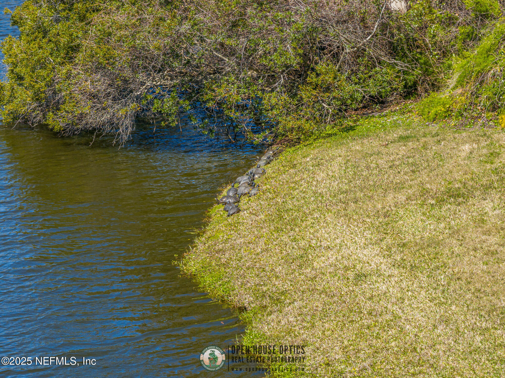 2307 Beachcomber Trail Atlantic Beach, FL 32233 - Photo 68 of 75 Enjoy the wildlife