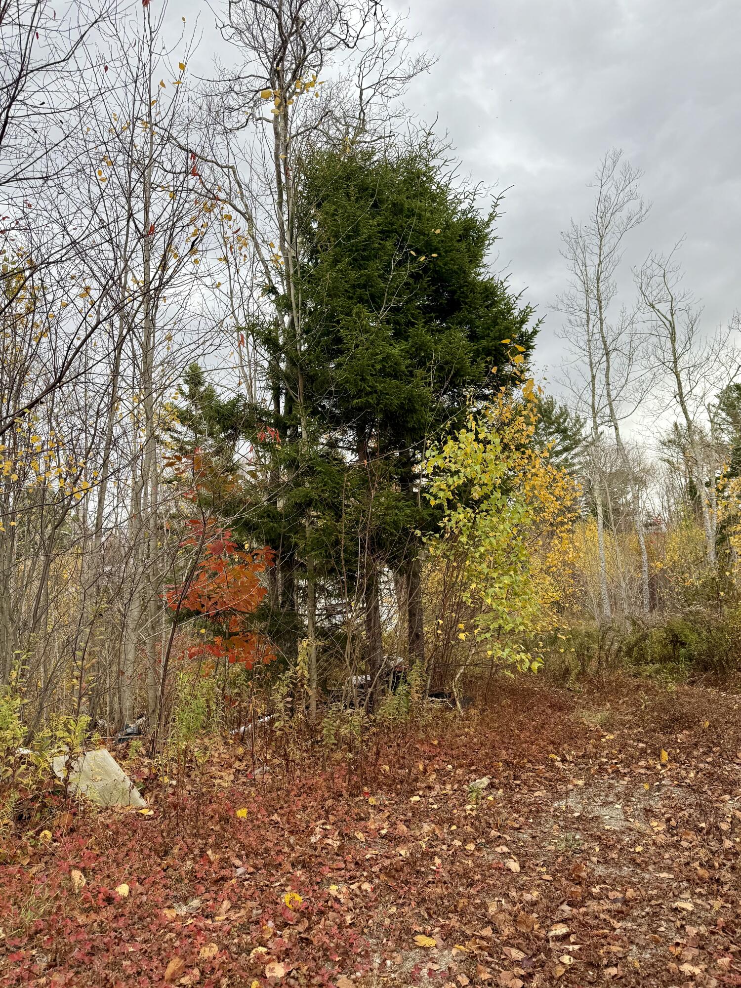 346 Main Street East Machias, ME 04630 - Photo 4 of 19 IMG_9159