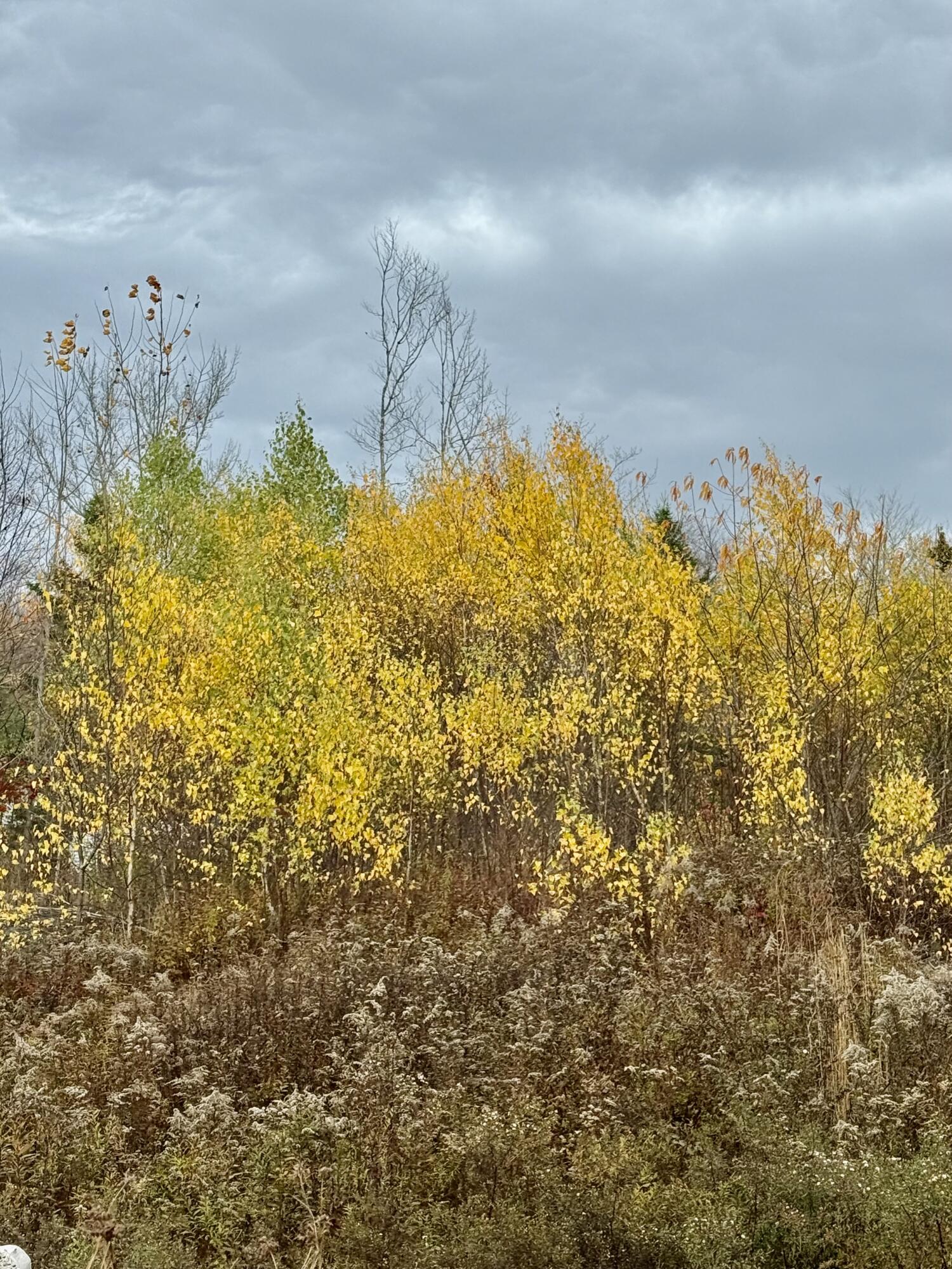 346 Main Street East Machias, ME 04630 - Photo 6 of 19 IMG_9170