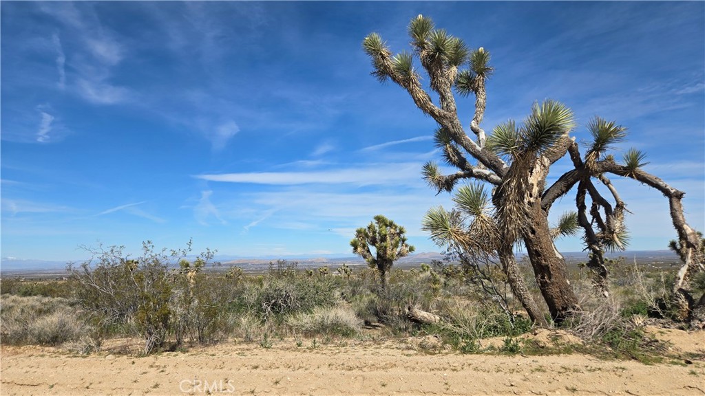 0 Fort Tejon Road Llano, CA 93544 - Photo 17 of 50 a view of a flower