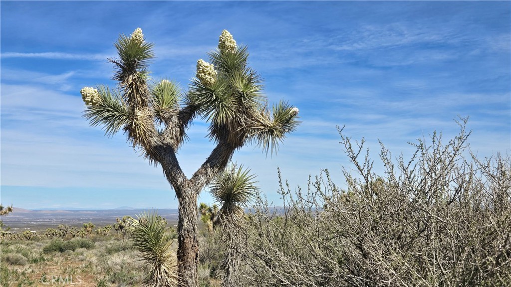 0 Fort Tejon Road Llano, CA 93544 - Photo 29 of 50 a view of a yard
