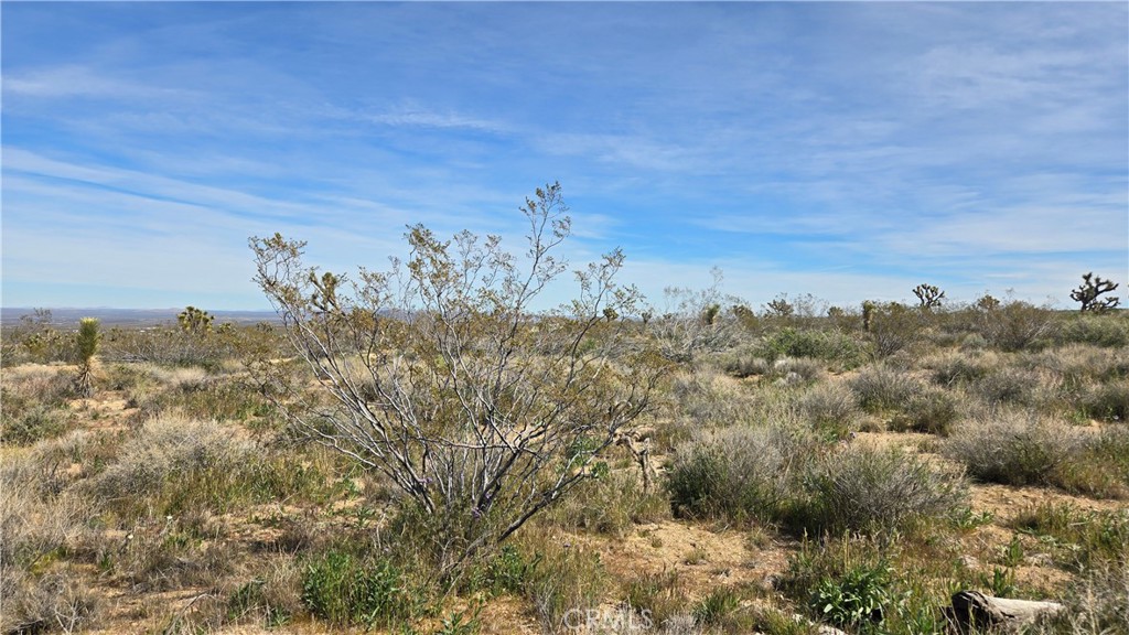0 Fort Tejon Road Llano, CA 93544 - Photo 32 of 50 a view of a bunch of trees in a field