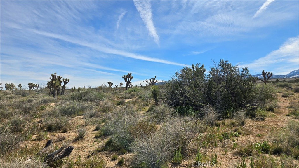 0 Fort Tejon Road Llano, CA 93544 - Photo 34 of 50 a view of a bunch of trees in a field