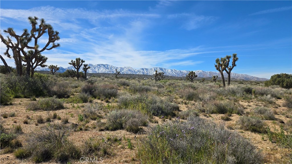 0 Fort Tejon Road Llano, CA 93544 - Photo 37 of 50 a view of a dry yard with trees