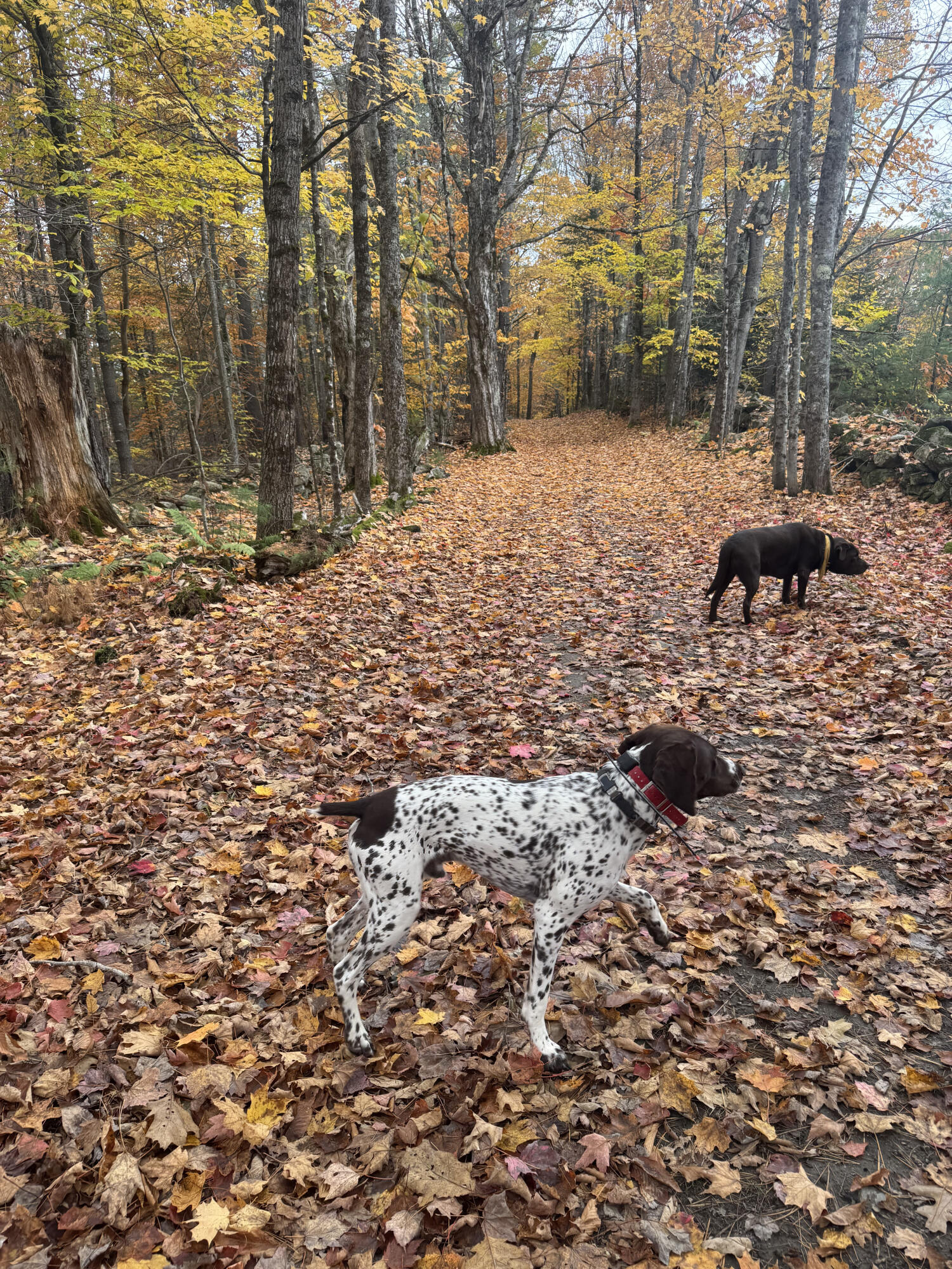 214 Desert Pond Road Mount Vernon, ME 04352 - Photo 75 of 75 IMG_4002