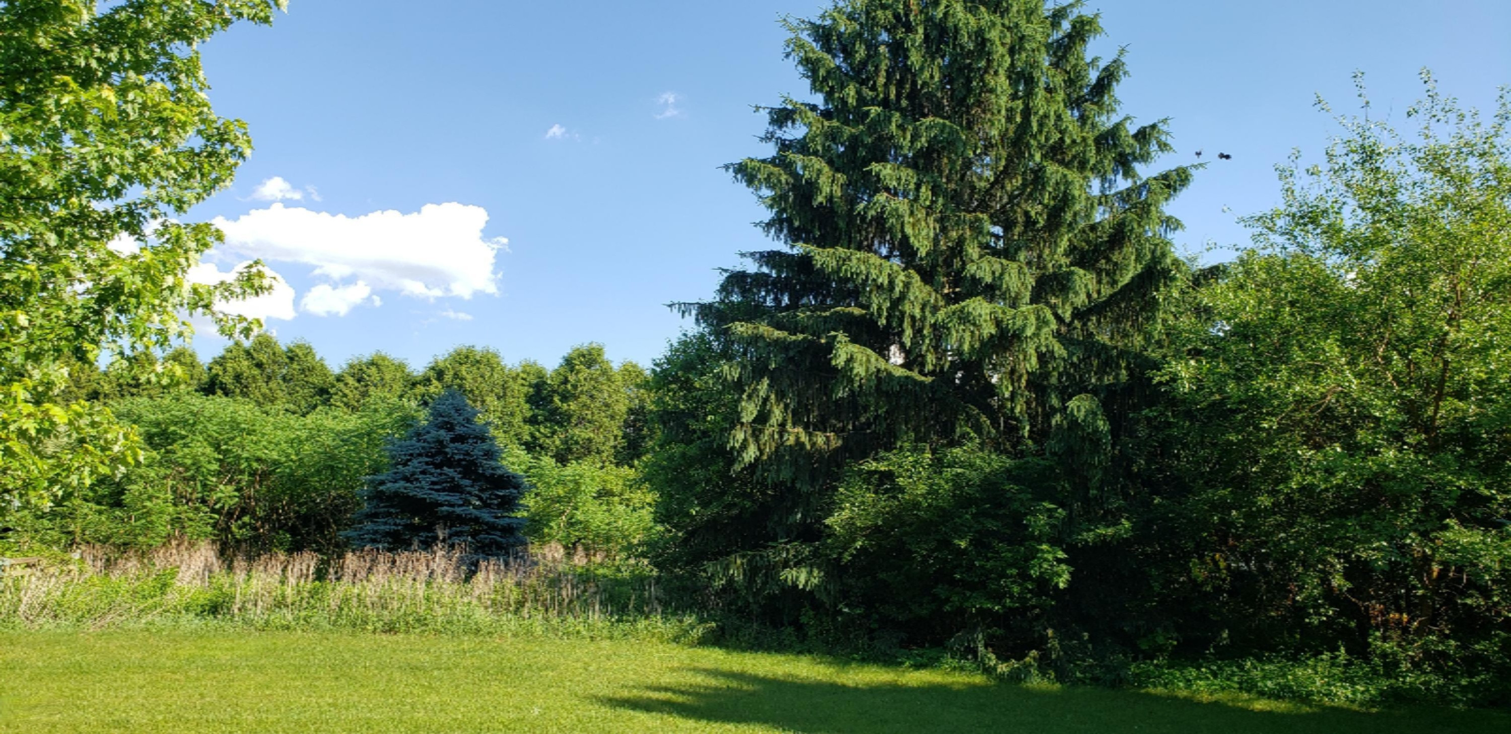 Riverside Dr - back yard