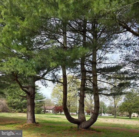a view of a yard with large trees