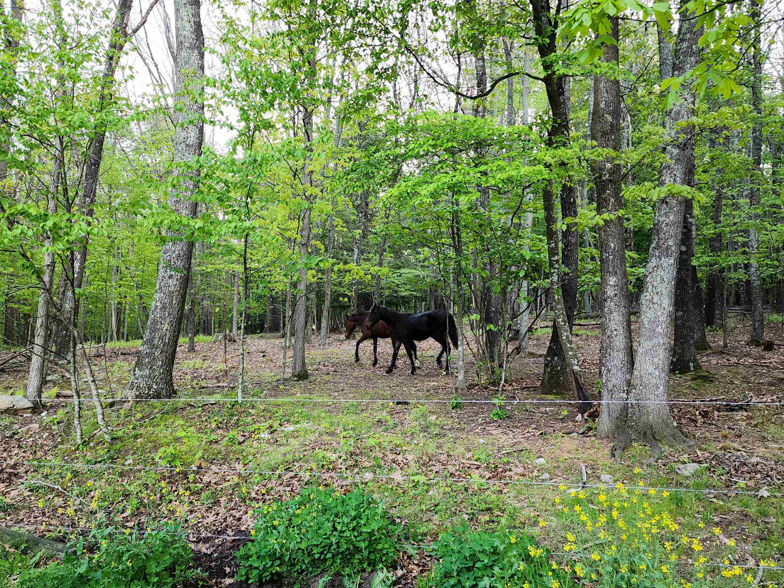 4734 Maple Sugar Road Blue Grass, VA 24413 - Photo 12 of 20