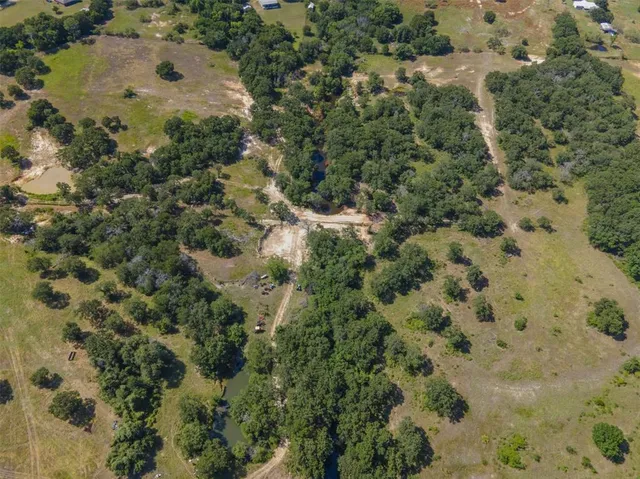 a view of a forest with a tree