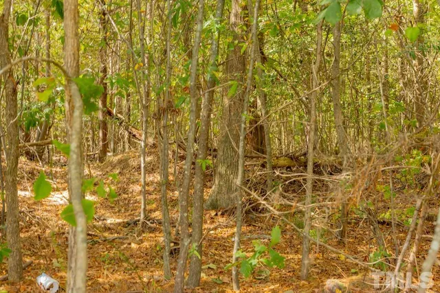 a close up of a plant