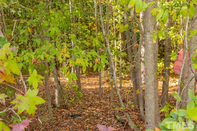a view of a bunch of trees and bushes