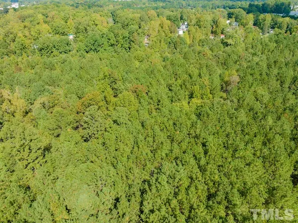 a view of a lush green forest with large trees