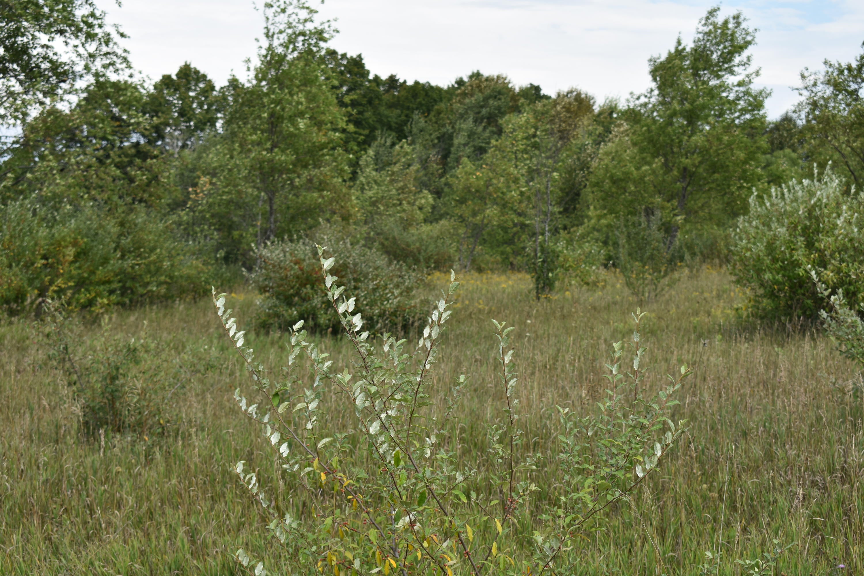 10130 Mouch Road Atlanta, MI 49709 - Photo 13 of 27 Gallery Image 13