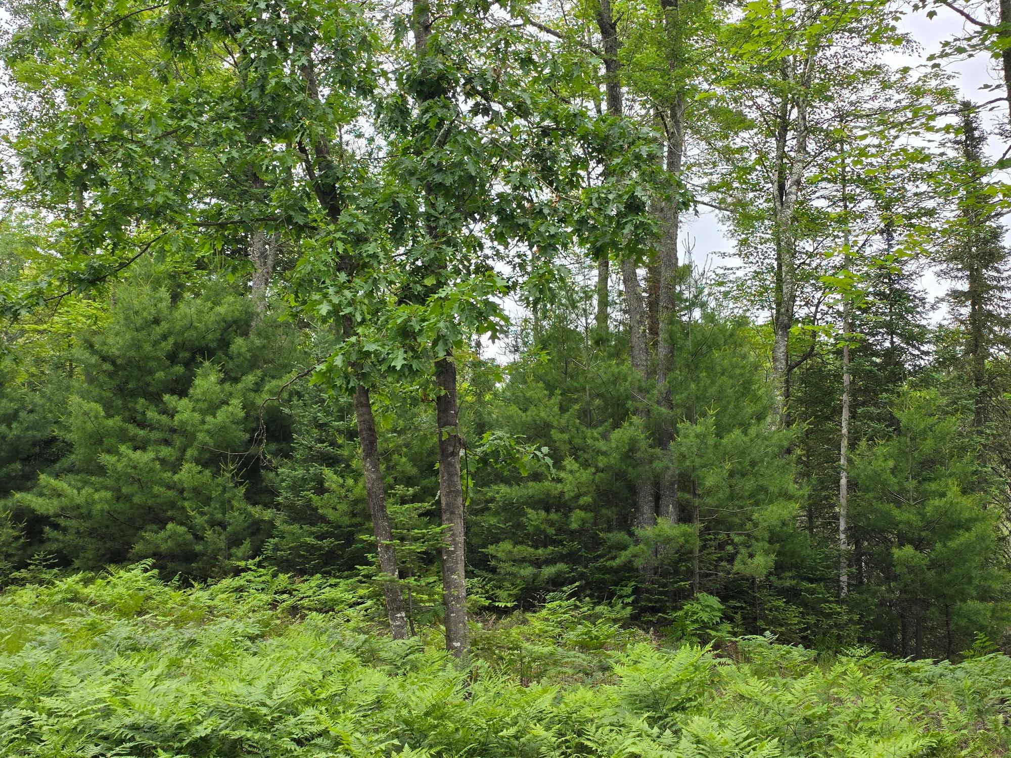 3598 Monheim Road Conover, WI 54519 - Photo 18 of 37 Gallery Image 18