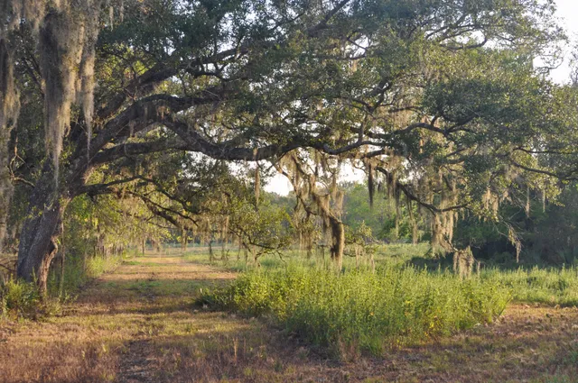 a view of outdoor space and trees