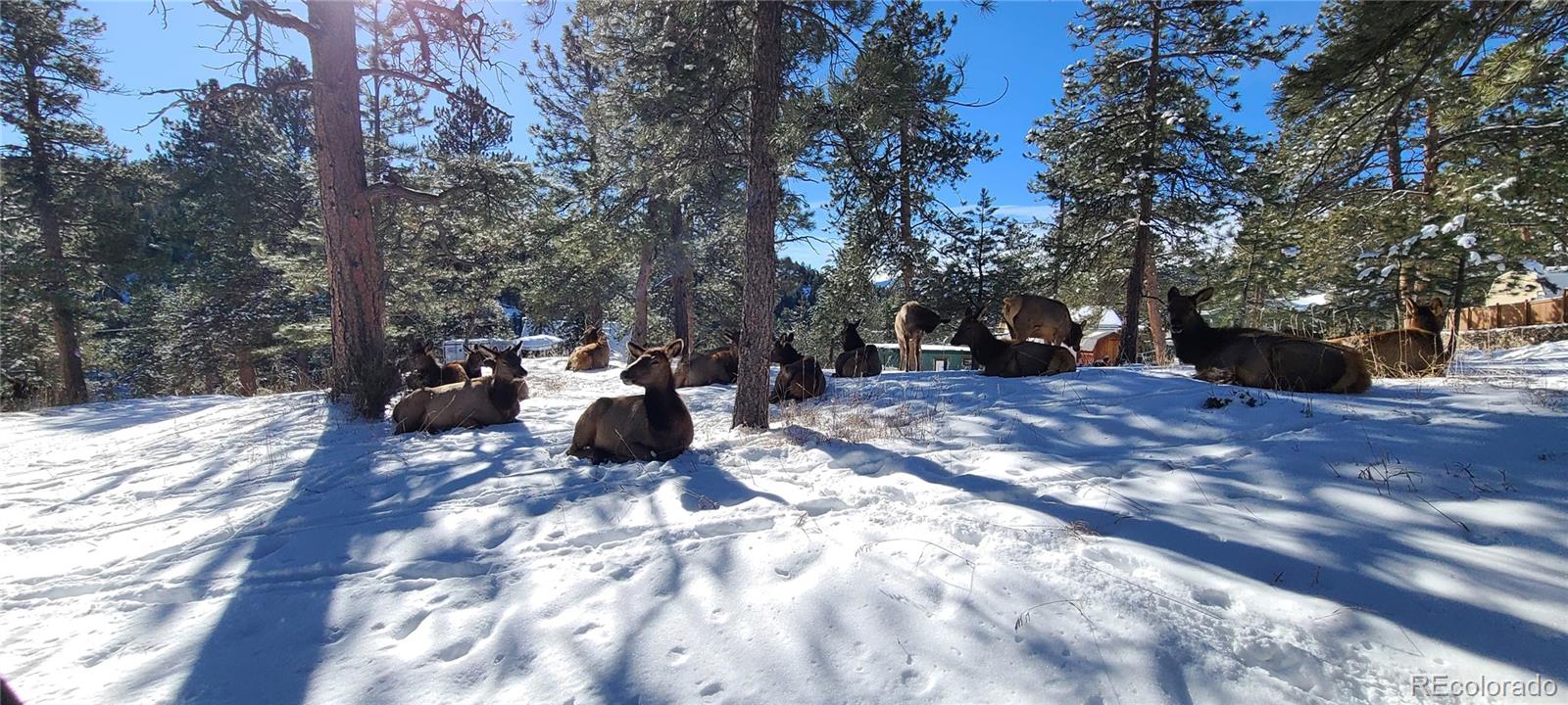 27901 Pine Drive Evergreen, CO 80439 - Photo 31 of 32