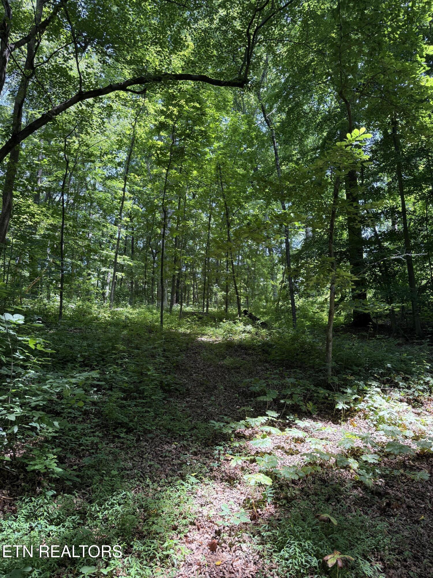 426 County Road 728 Riceville, TN 37370 - Photo 20 of 43 IMG_6498