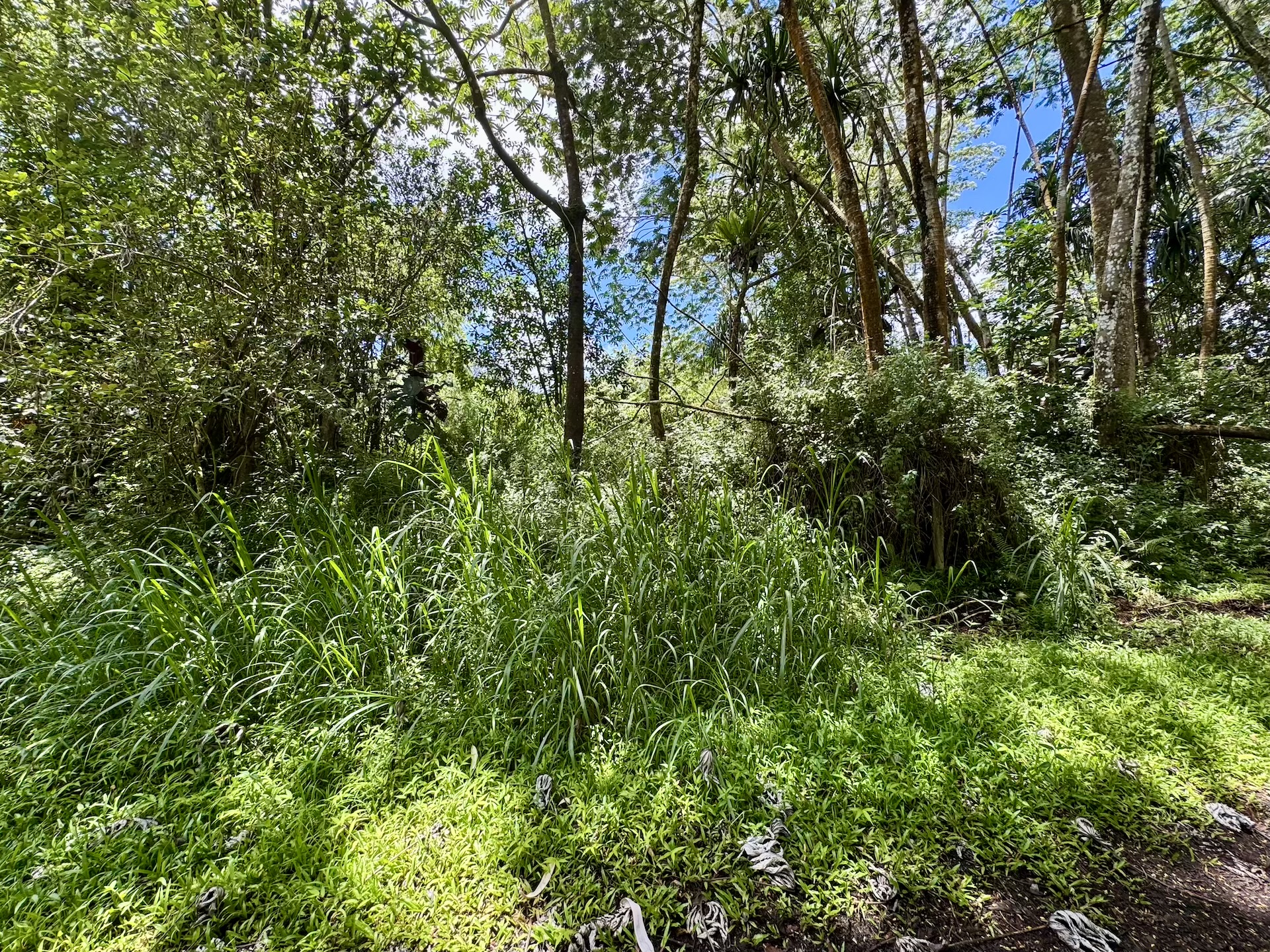 1043 Lanai Road Pahoa, HI 96778 - Photo 4 of 15