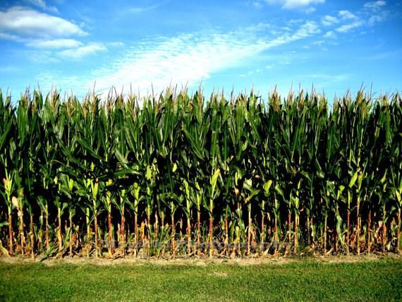 9999 Casstown-Fletcher Road Fletcher, OH 45326 - Photo 1 of 1