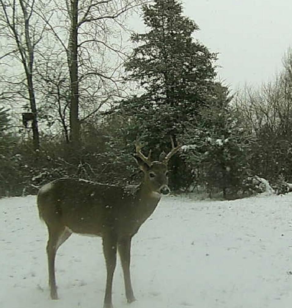 19820 Ivey Road Chelsea, MI 48118 - Photo 40 of 47 2280287858538216329 (002)