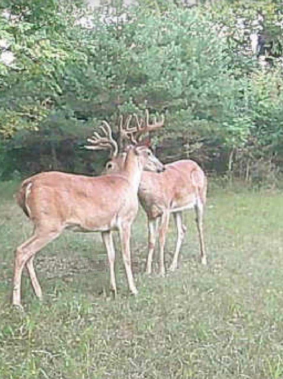 19820 Ivey Road Chelsea, MI 48118 - Photo 5 of 47 IMG_8615 (002)