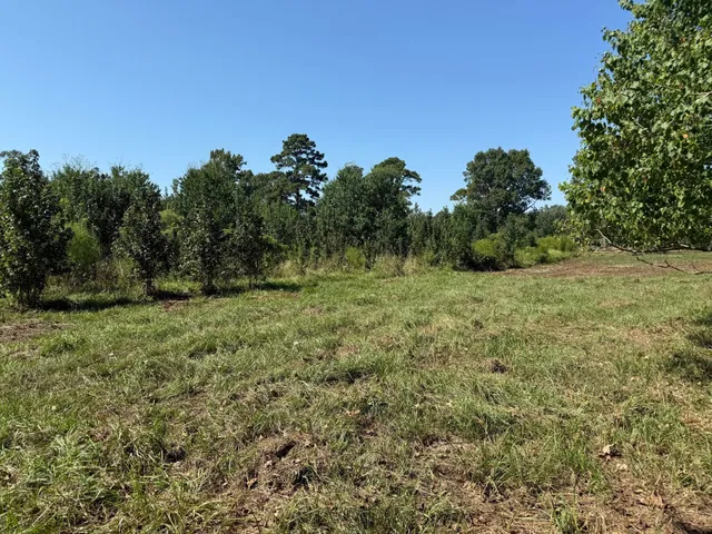 a big yard with lots of green space