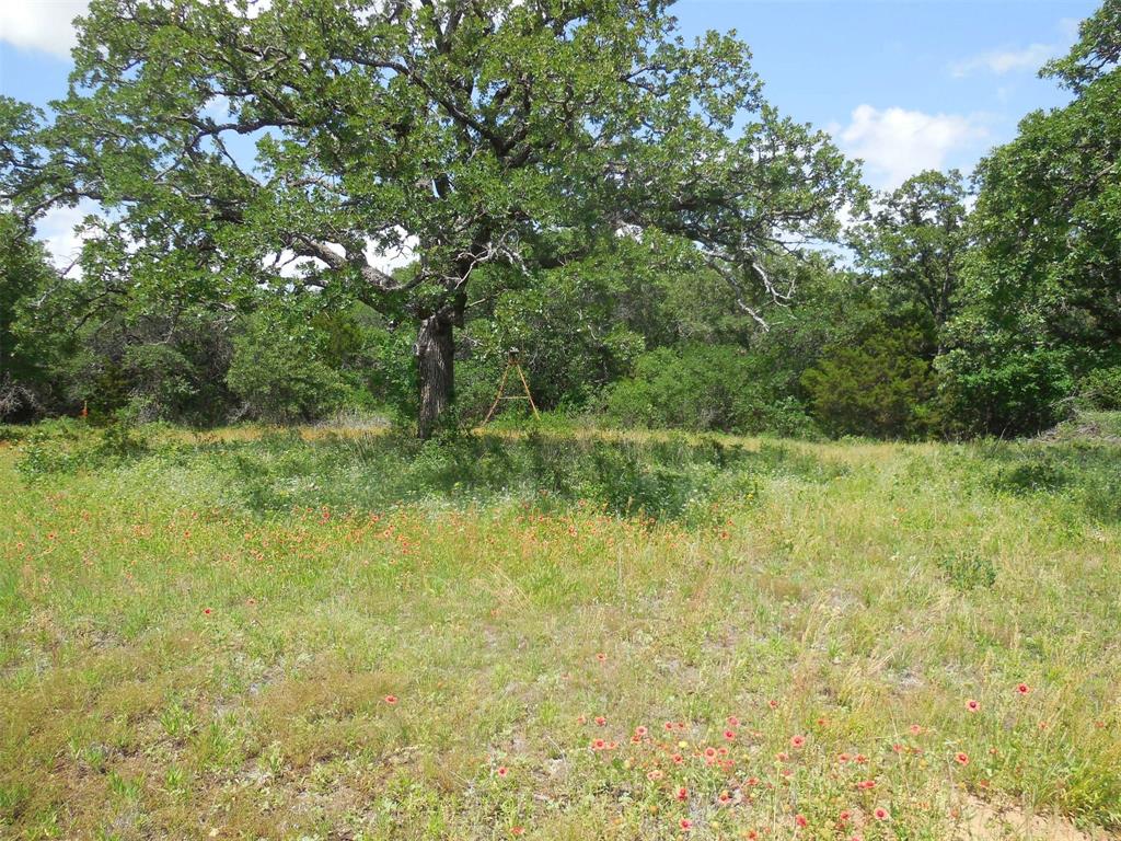 340 County Road 340 Ranger, TX 76470 - Photo 3 of 32 View of local wilderness