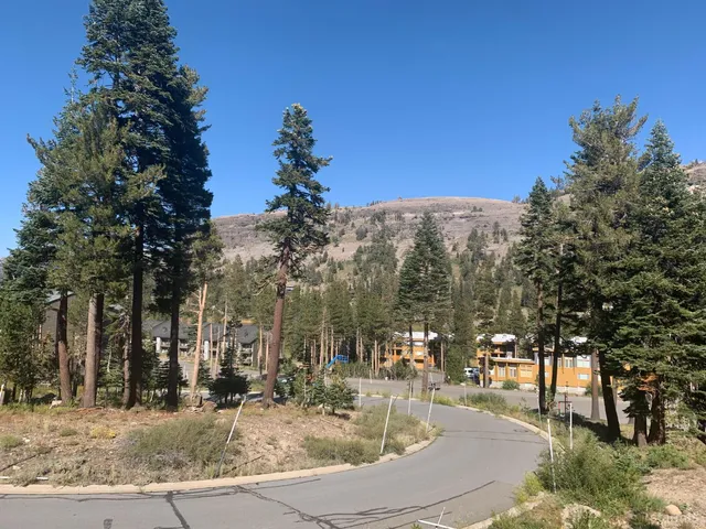 a view of a yard with a tree