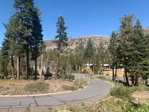 a view of a yard with plants and trees
